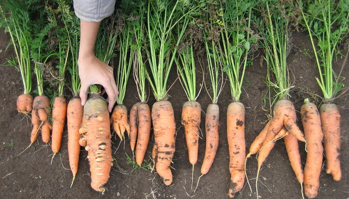 Як боротися з попелиць на моркві народними засобами, ніж обробити